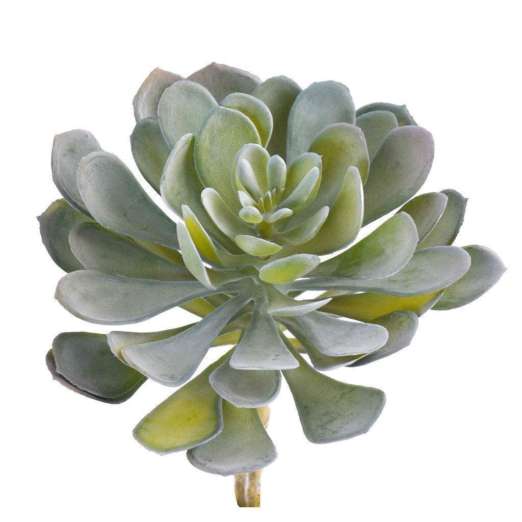 Single Stem Succulent