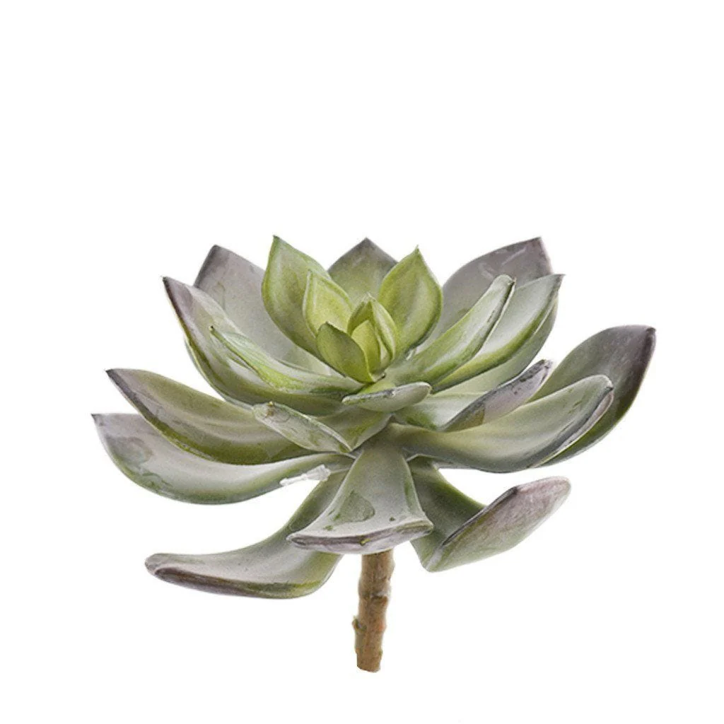 Single Stem Succulent