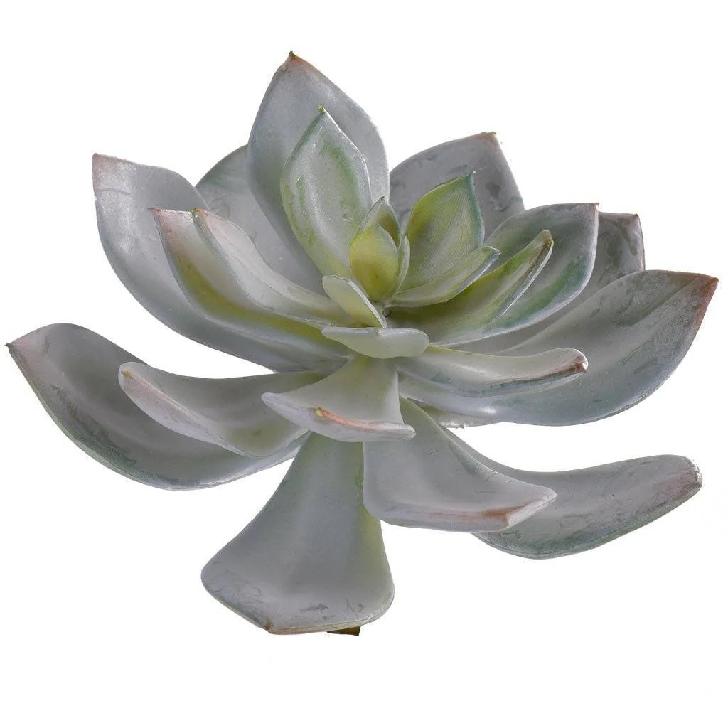 Single Stem Succulent