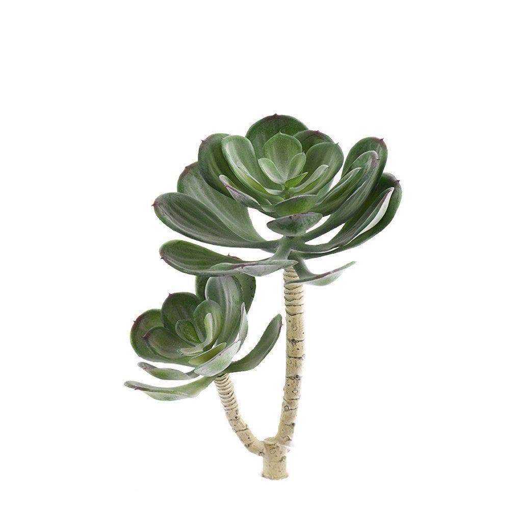 Single Stem Succulent