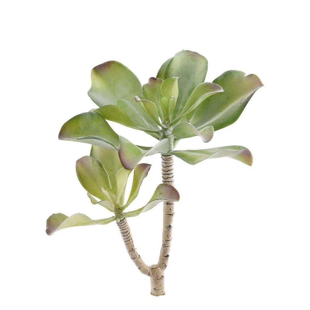 Single Stem Succulent