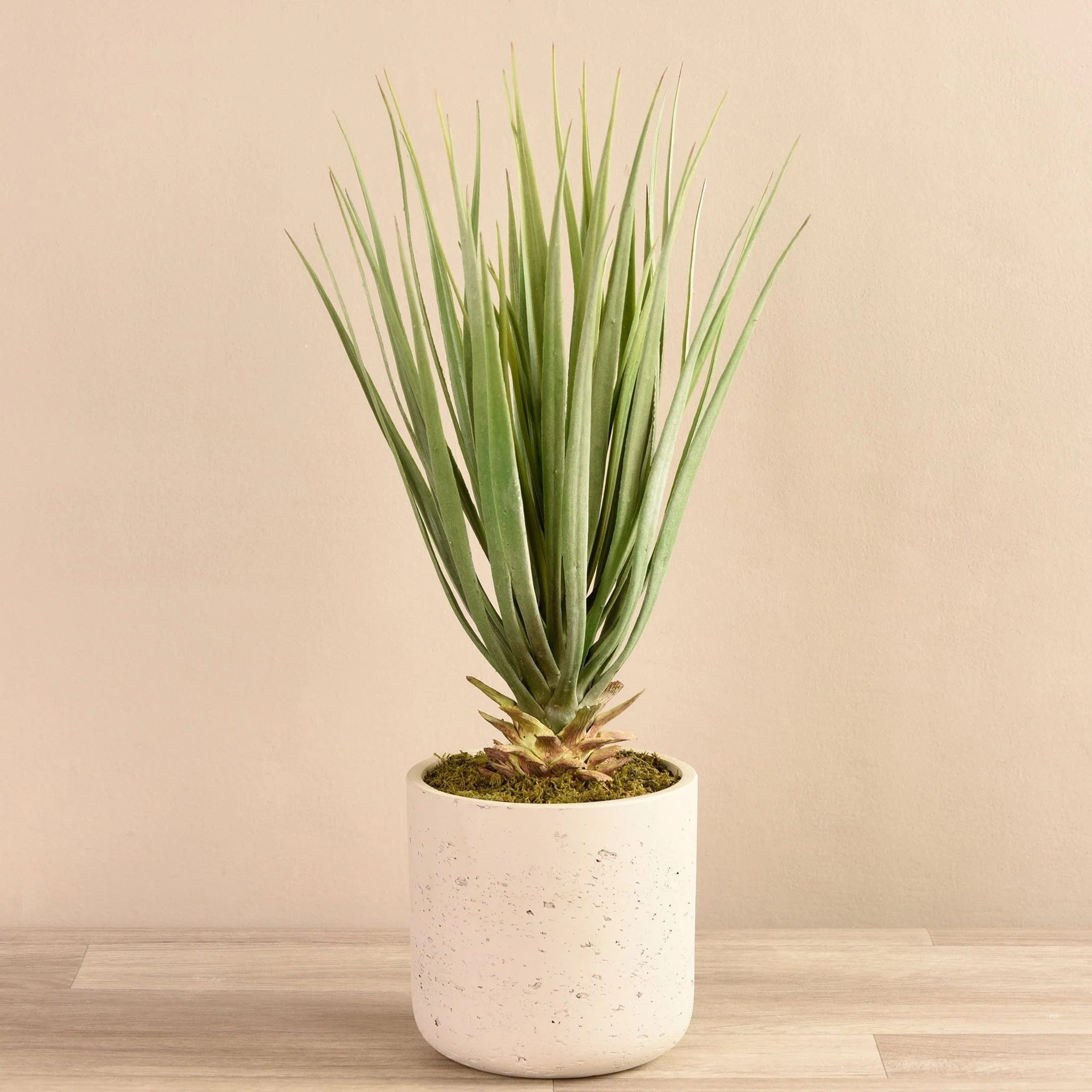 Small Yucca Palm in Concrete Pot