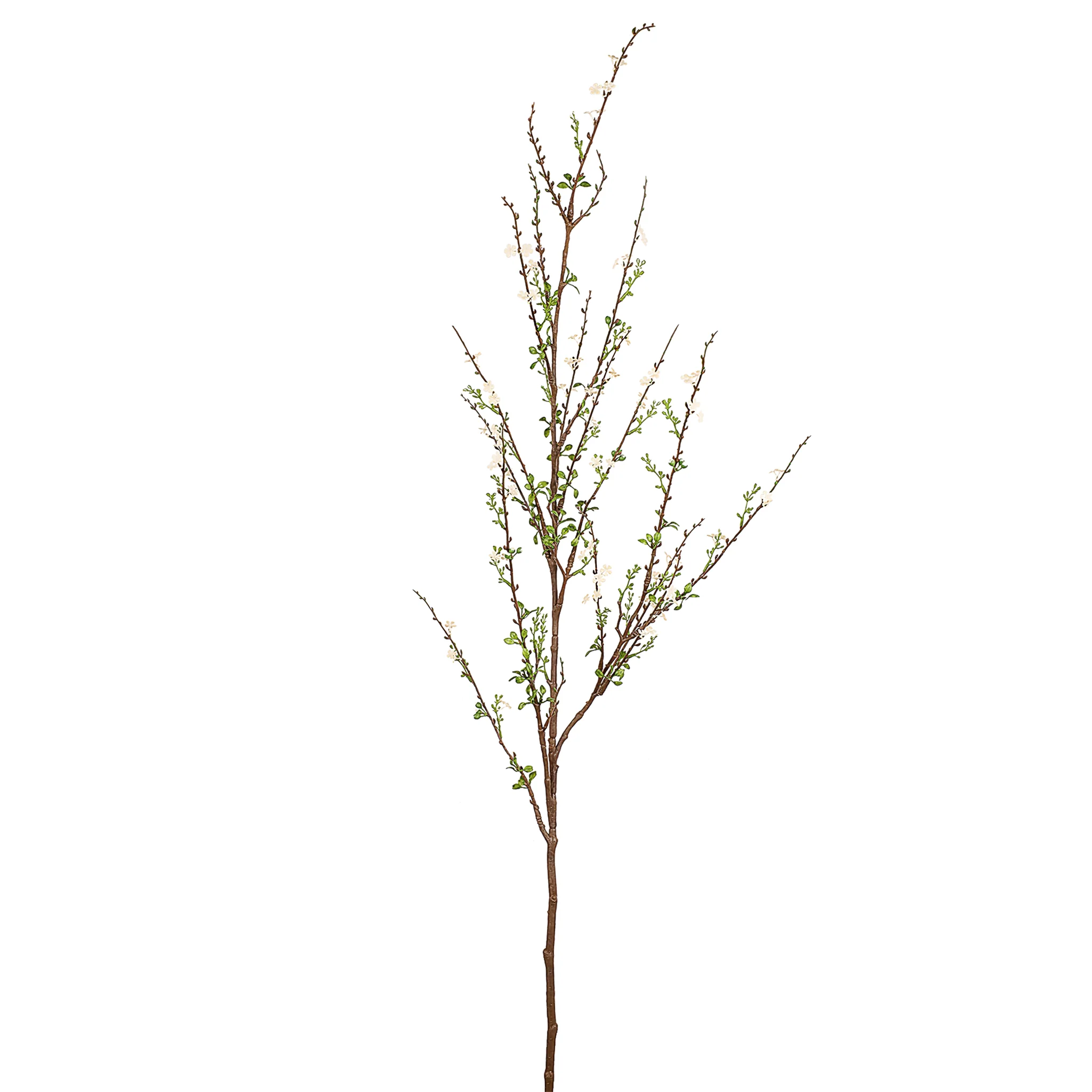 Spirea Spray