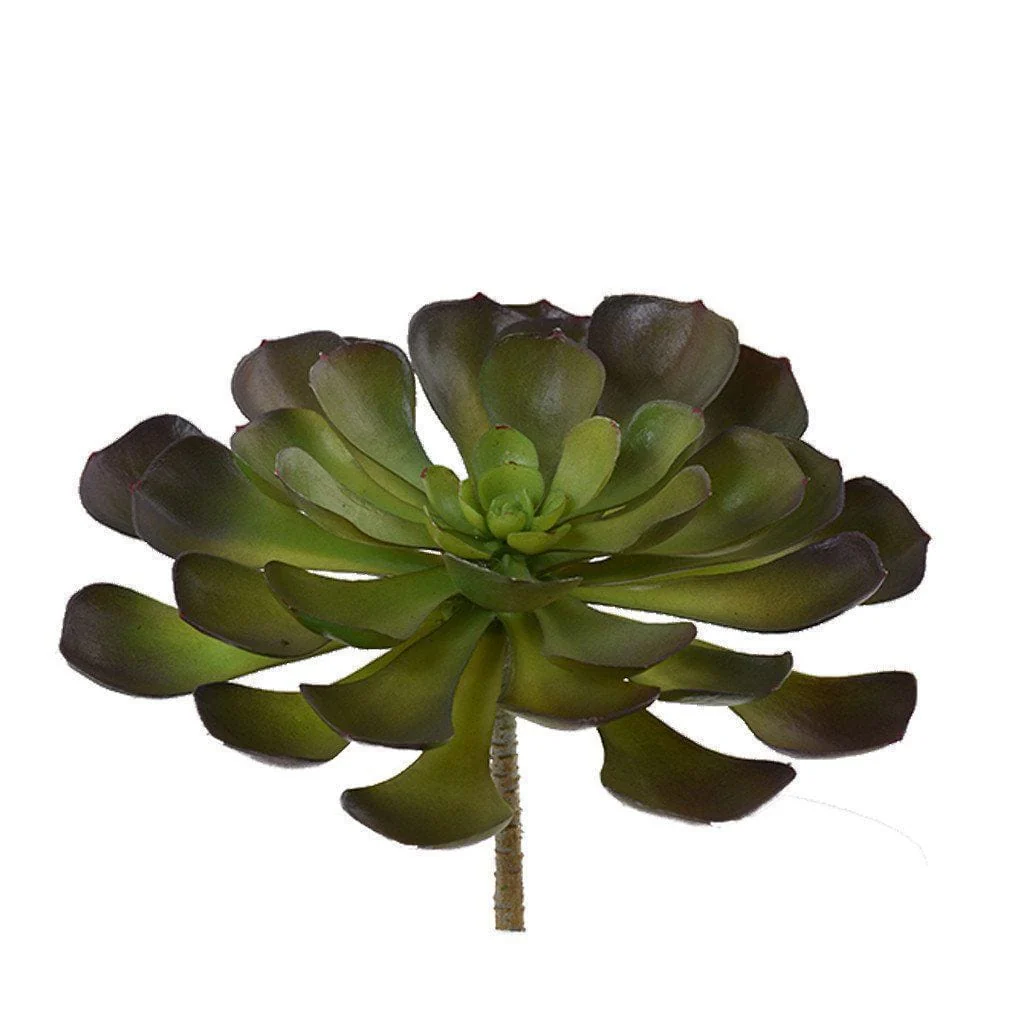 Succulent