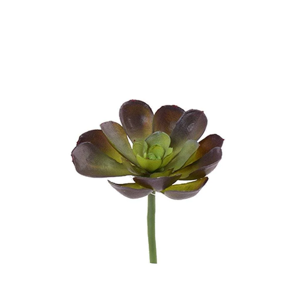 Succulent