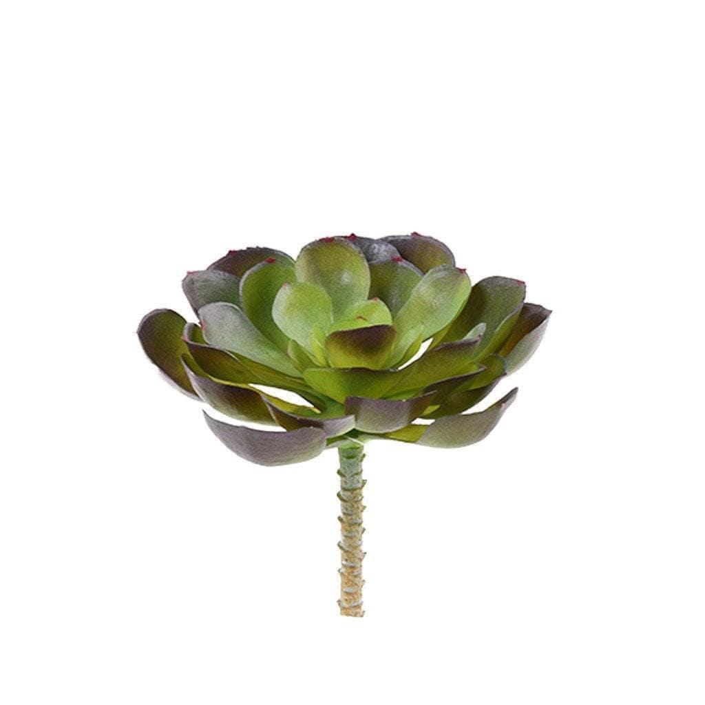 Succulent