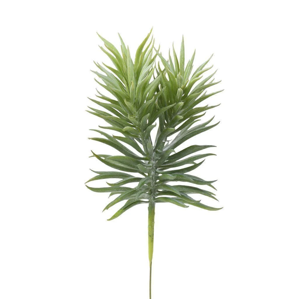 Succulent