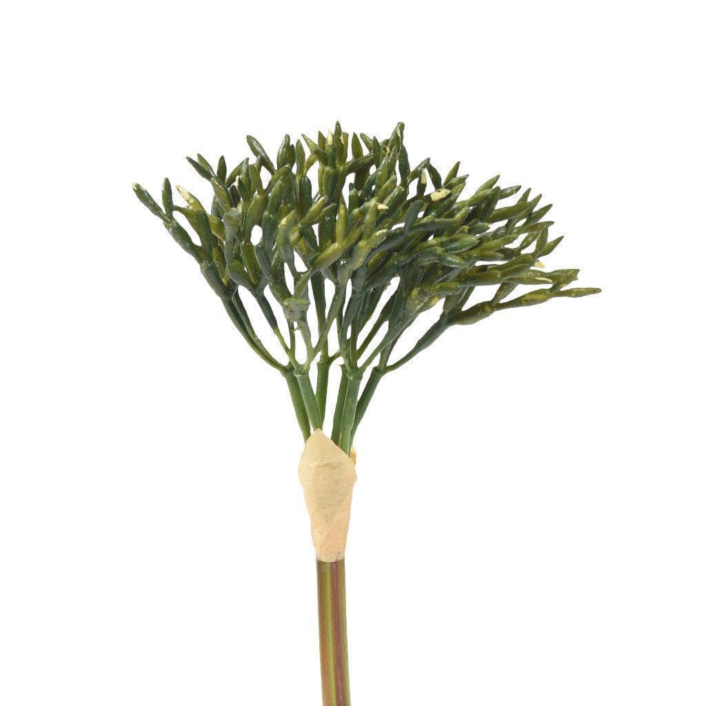 Succulent