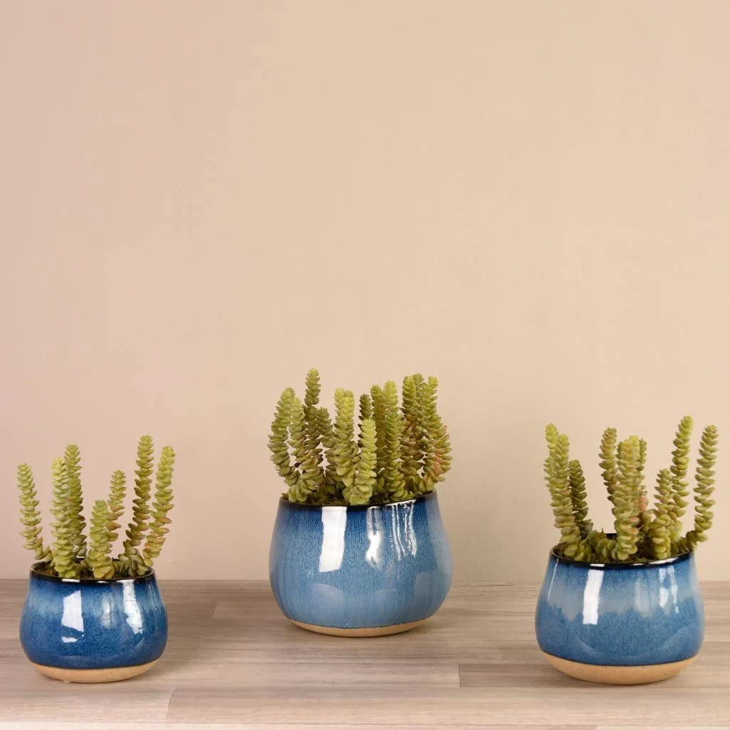 Santa Fe Succulent Arrangement