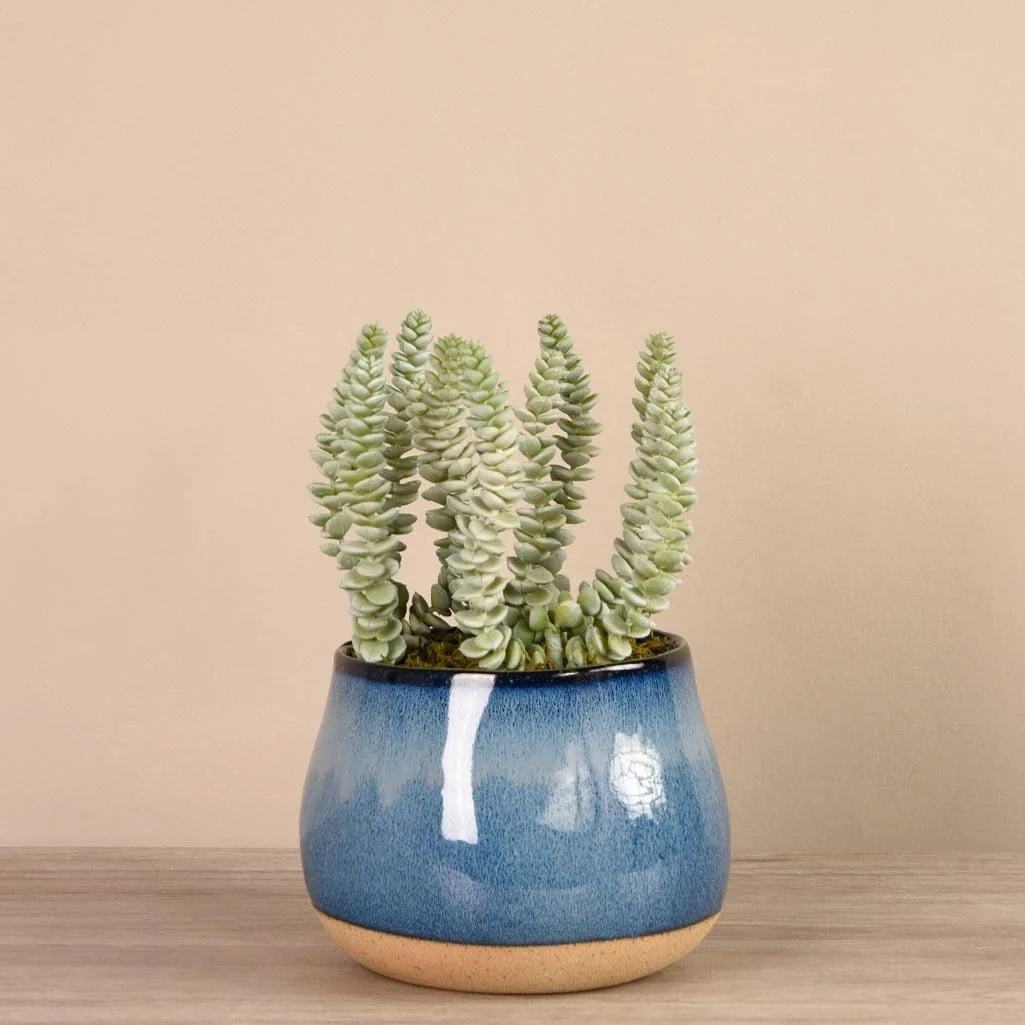 Santa Fe Succulent Arrangement - Image 6