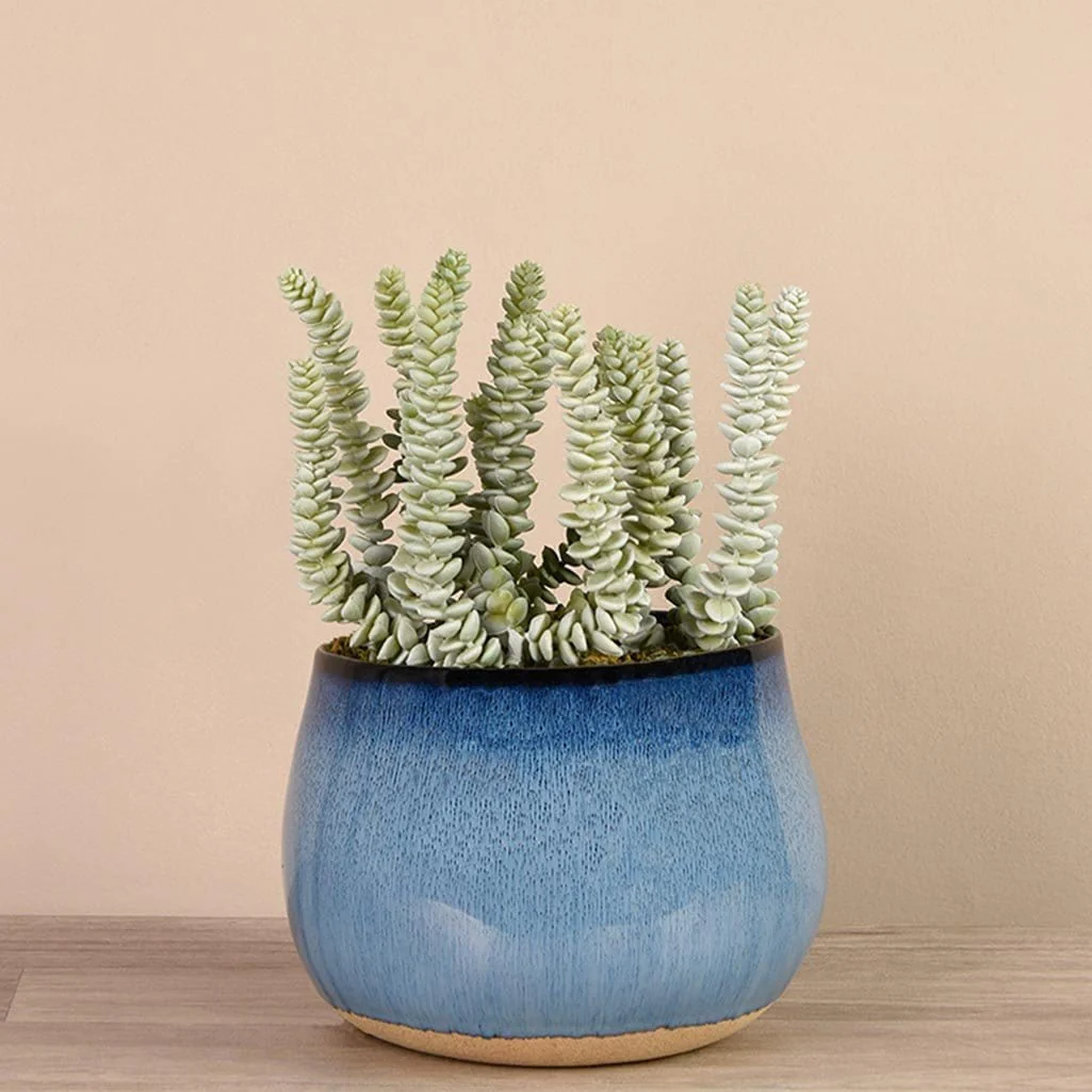 Santa Fe Succulent Arrangement - Image 8