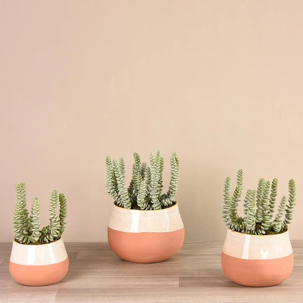 Santa Fe Succulent Arrangement