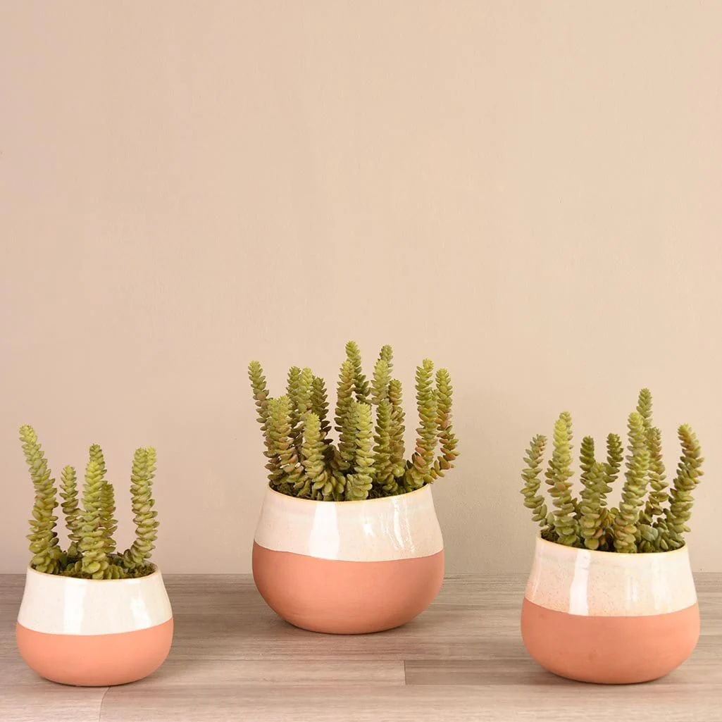 Santa Fe Succulent Arrangement - Image 2