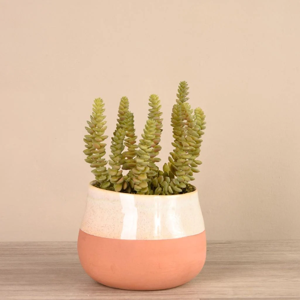Santa Fe Succulent Arrangement - Image 5
