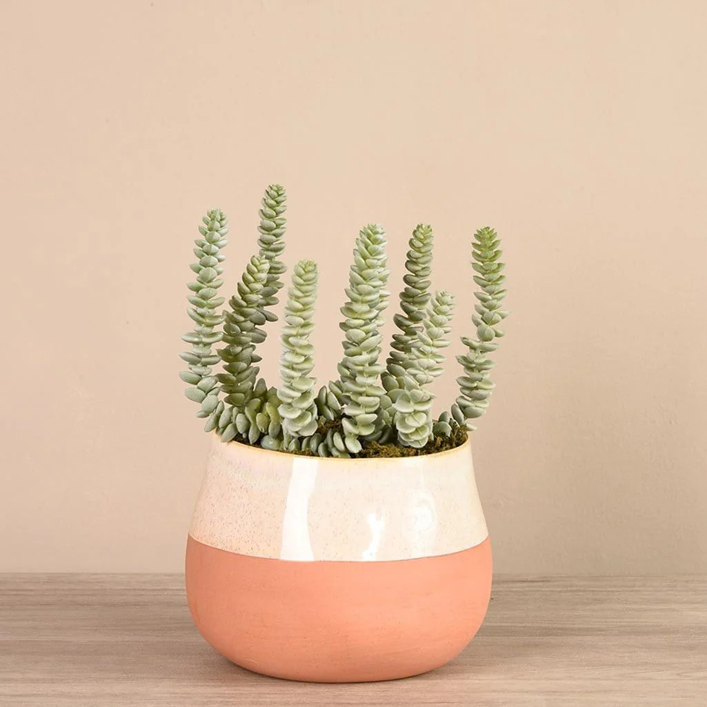 Santa Fe Succulent Arrangement - Image 6