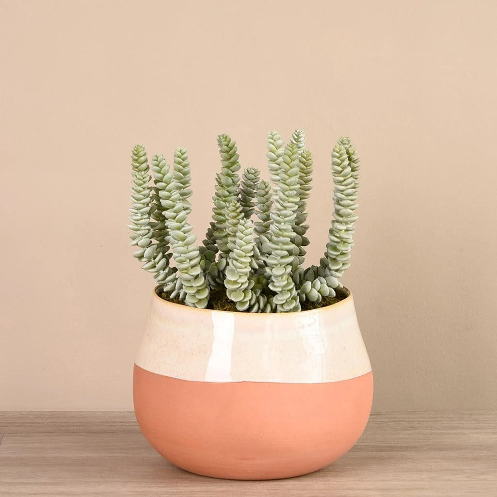 Santa Fe Succulent Arrangement - Image 8