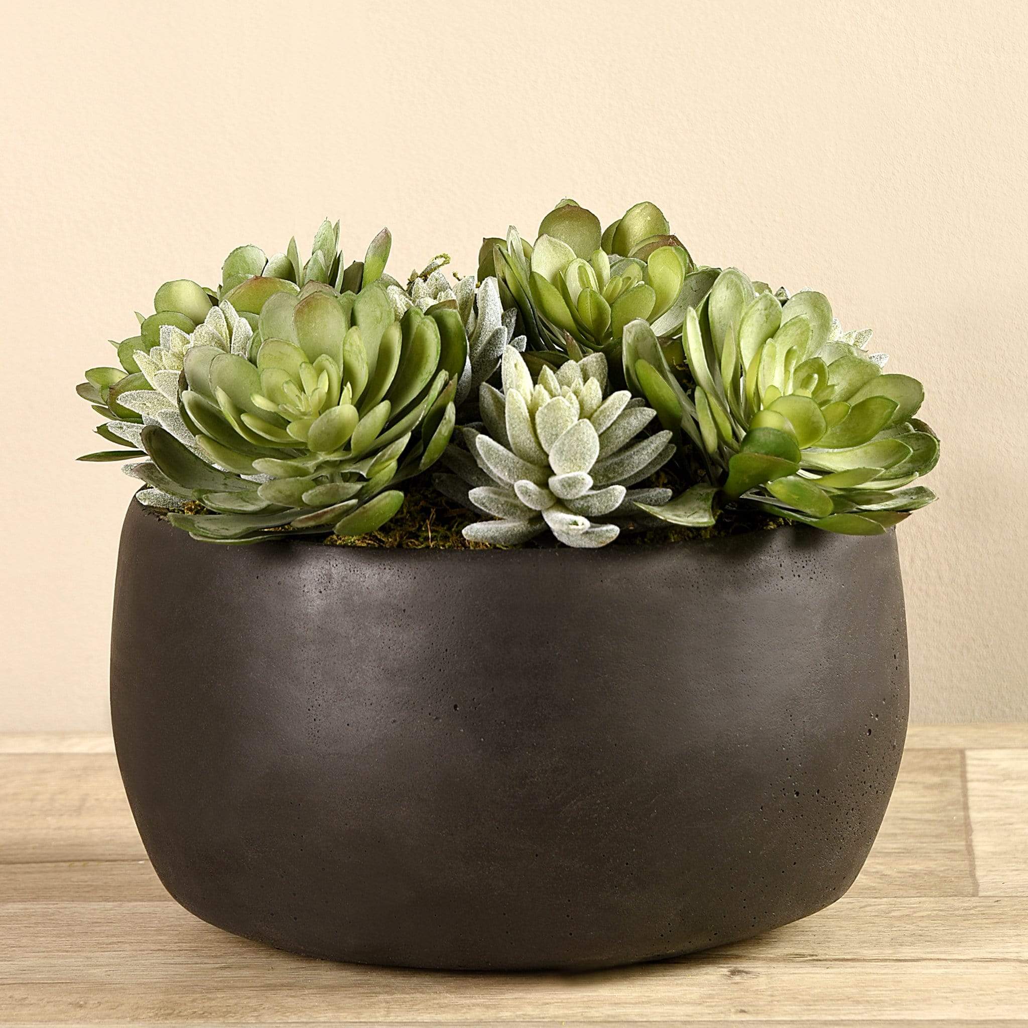 Succulent Arrangement in Bowl
