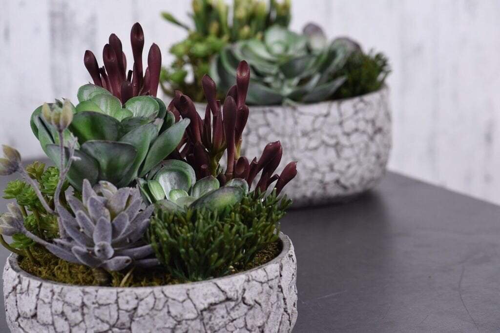 Rustic Succulent Arrangement - Image 4