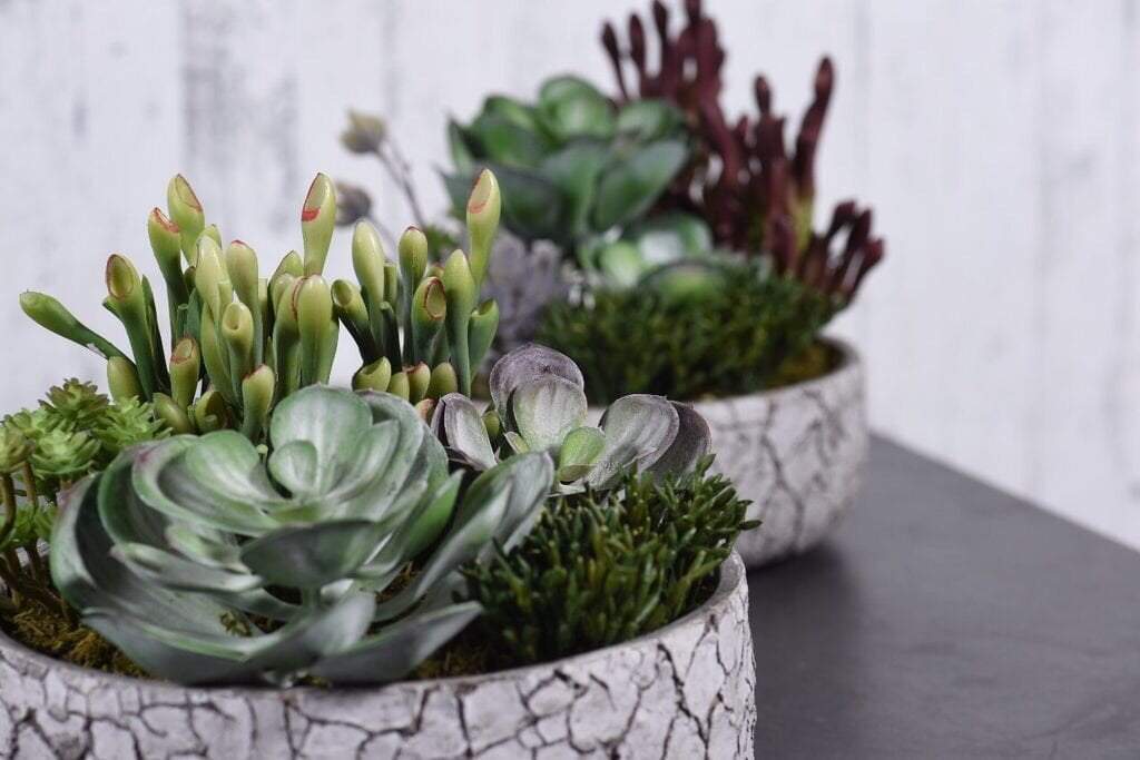Rustic Succulent Arrangement - Image 5