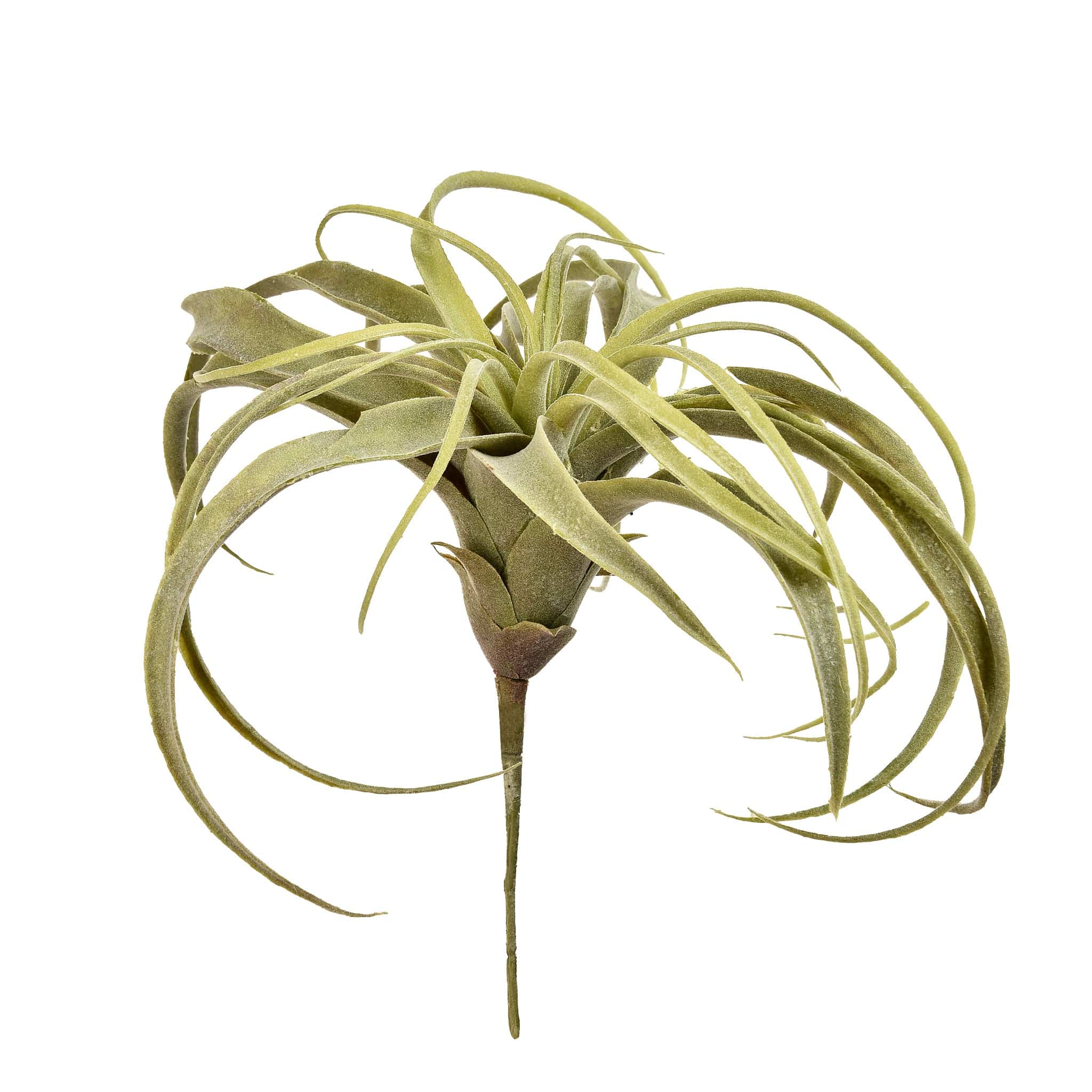 Tillandsia