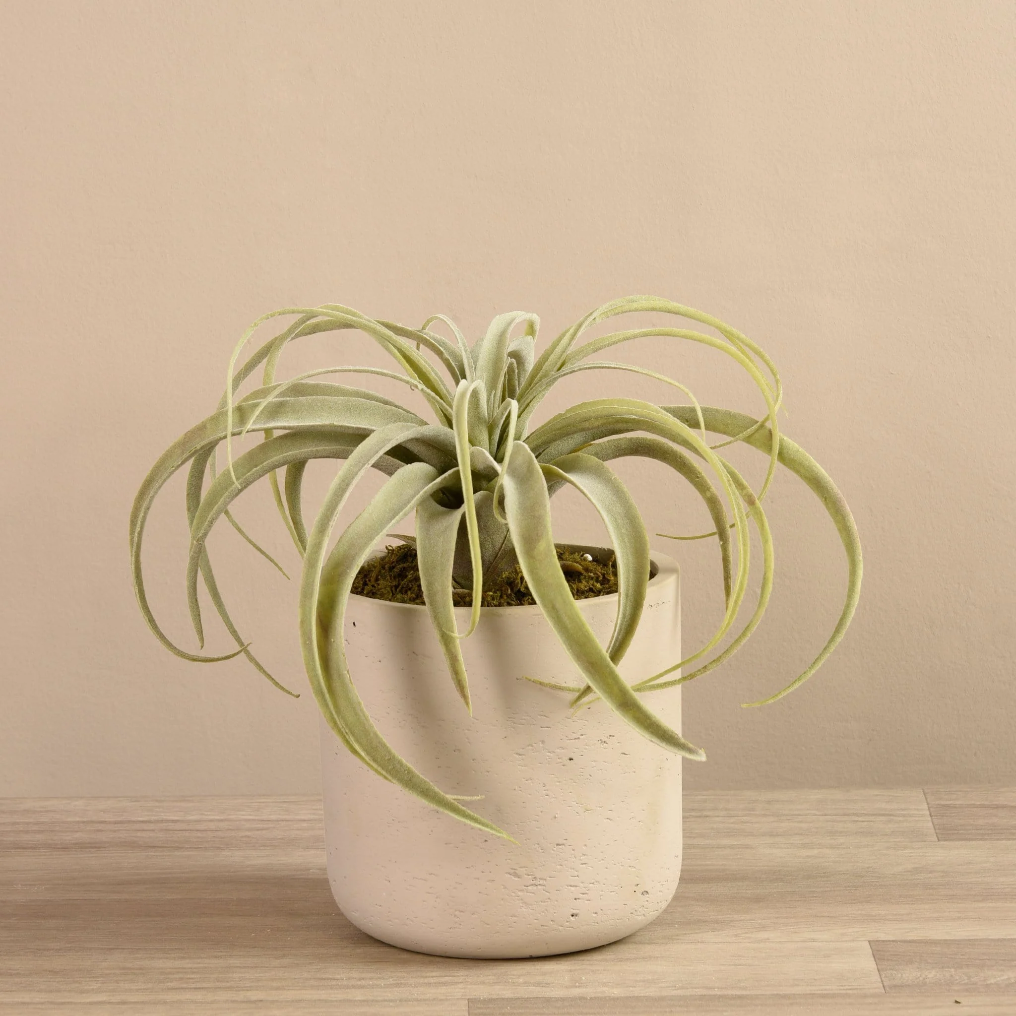 Tillandsia in Cement Pot - Image 2