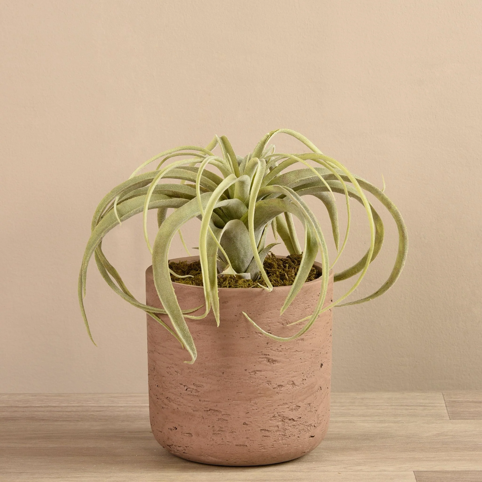 Tillandsia in Cement Pot - Image 3