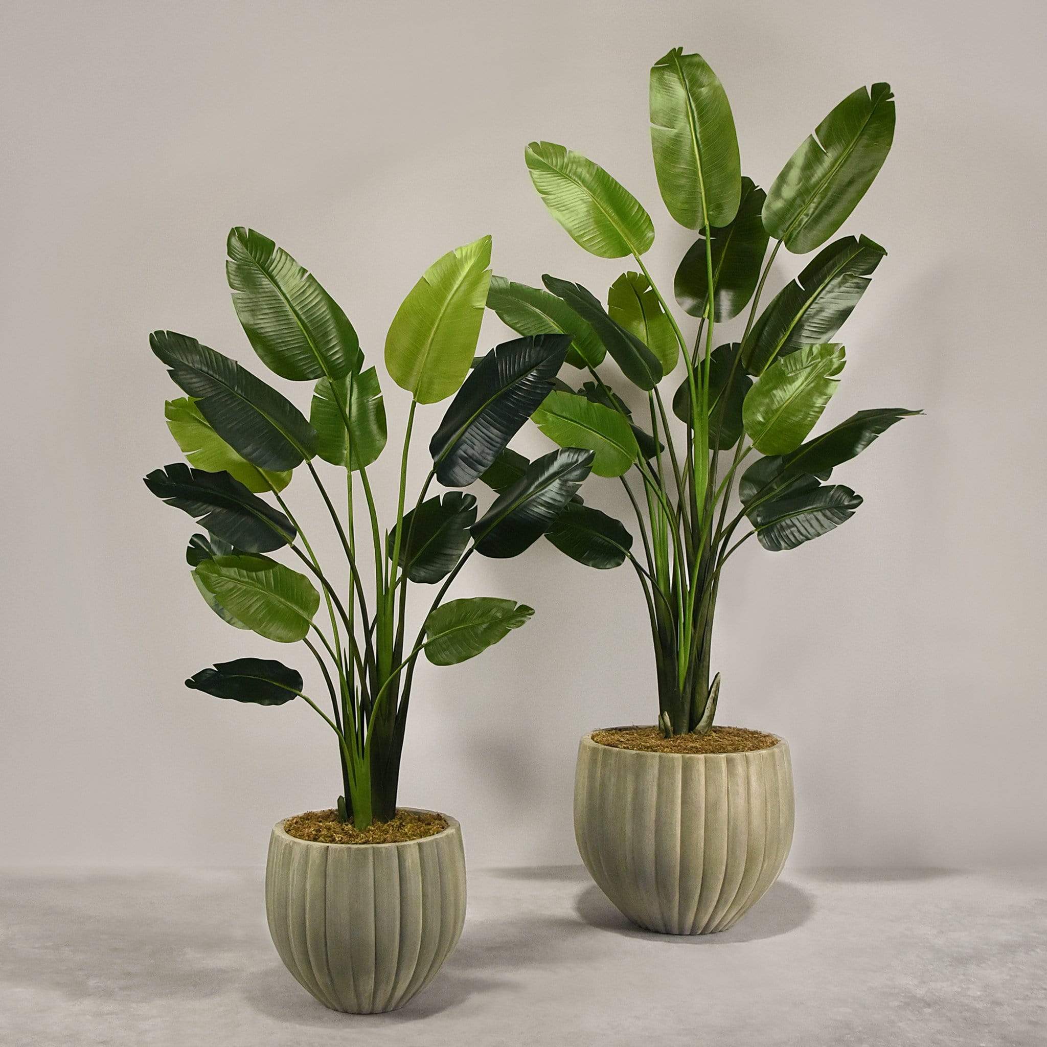 Artificial Travelers Palm with Pot