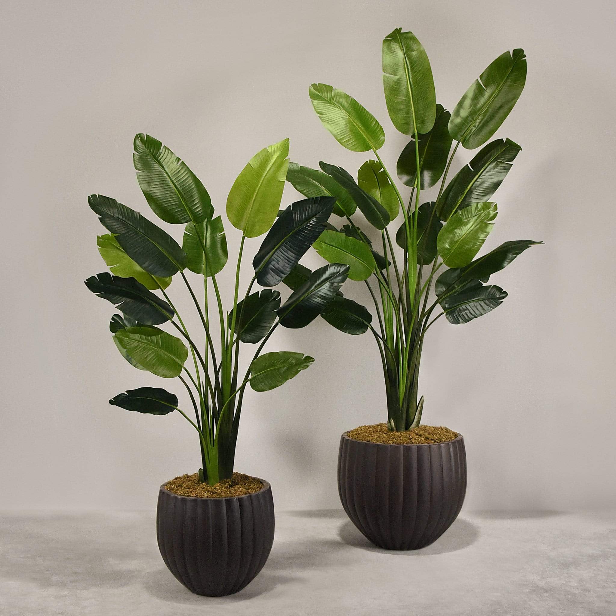 Artificial Travelers Palm with Pot - Image 5