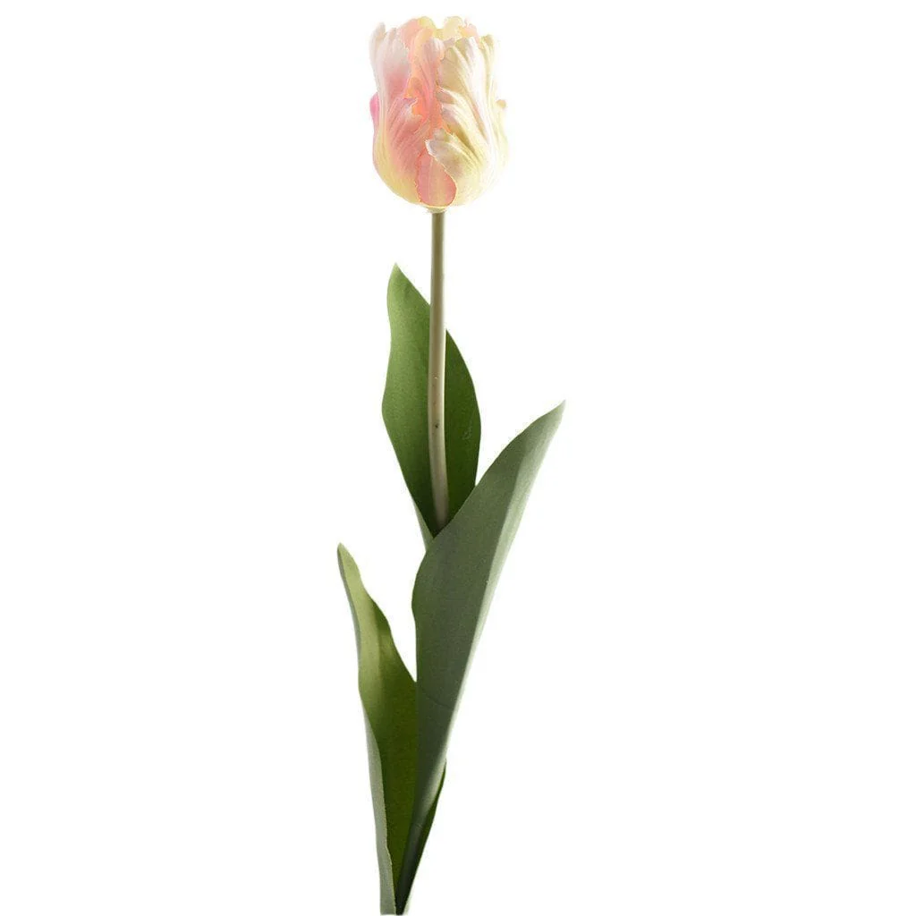 Tulip - Image 2