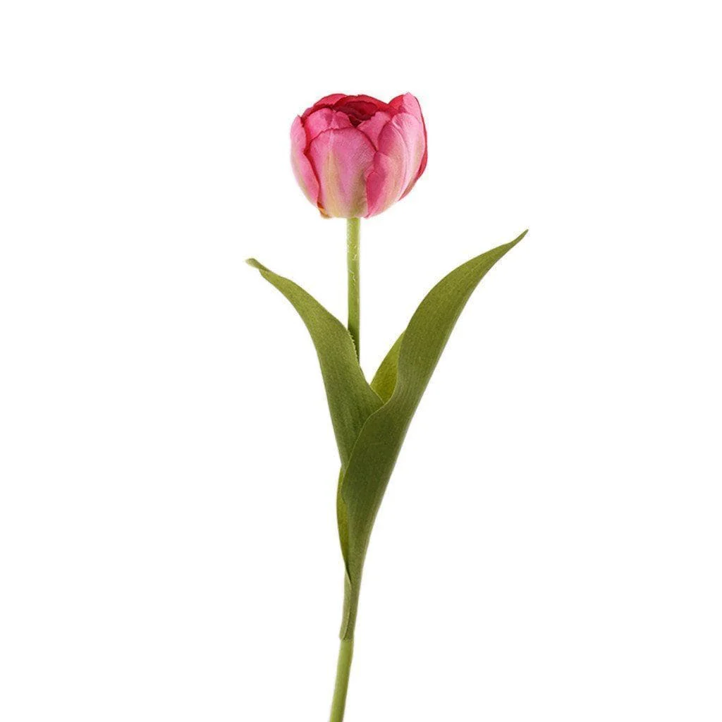 Tulip - Image 2