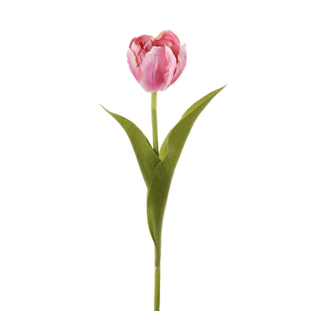 Tulip - Image 3