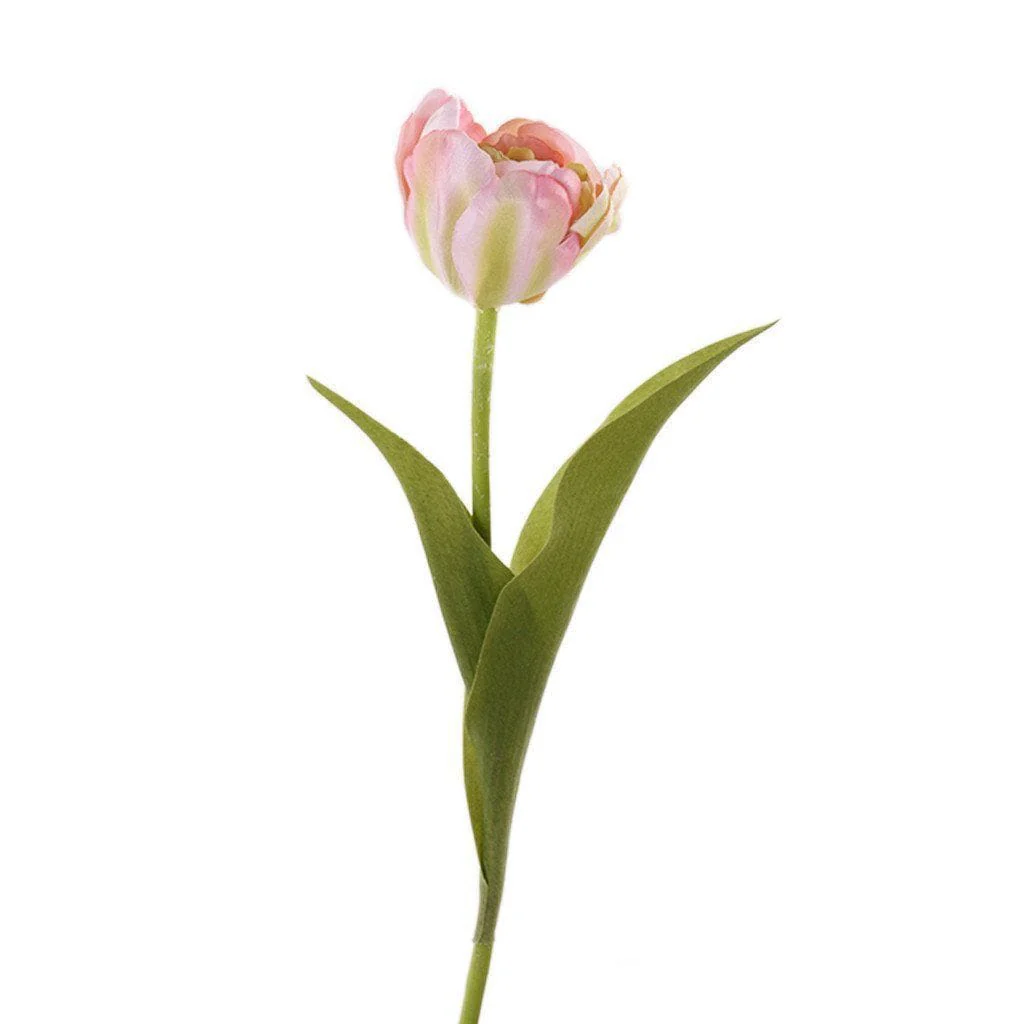 Tulip - Image 4