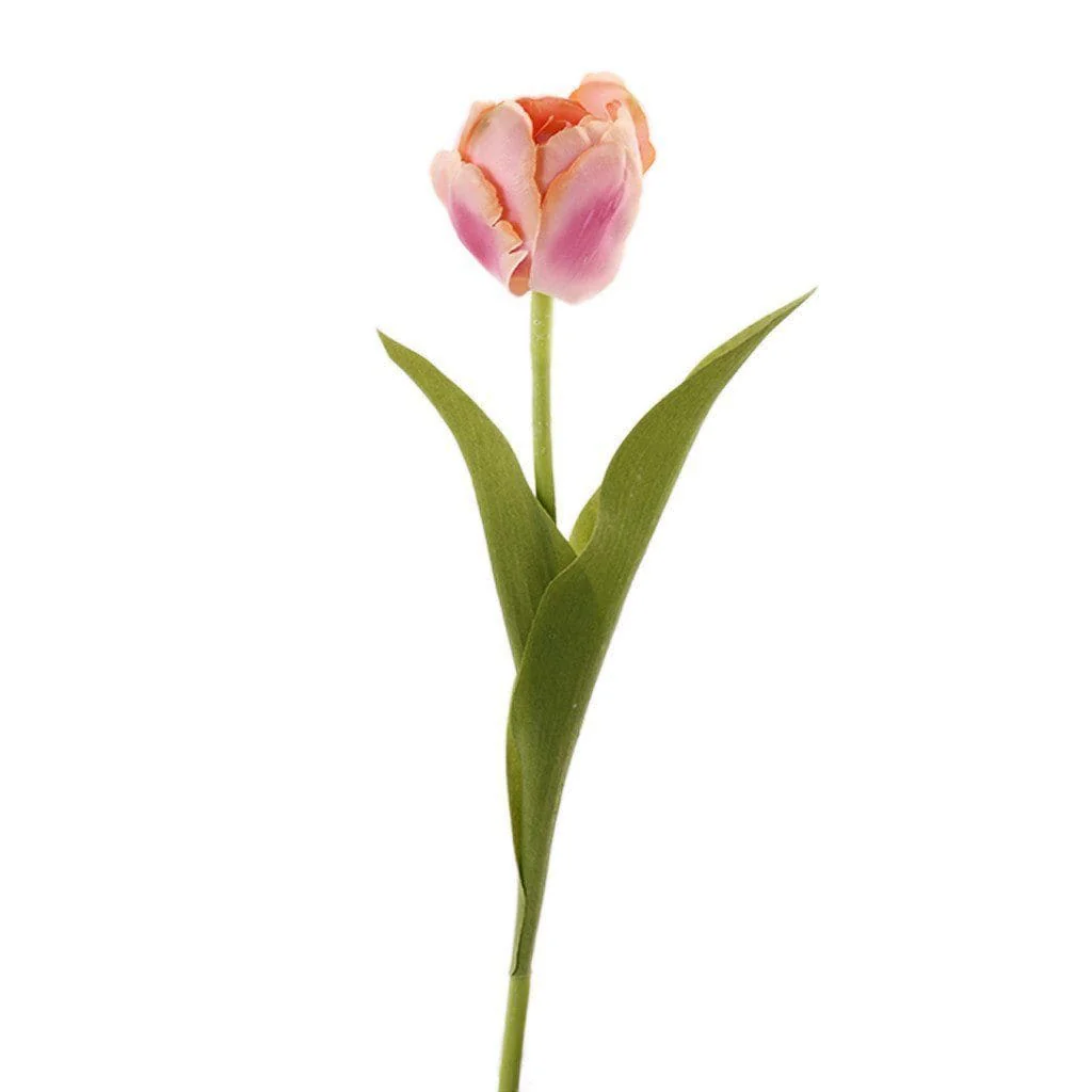 Tulip - Image 5
