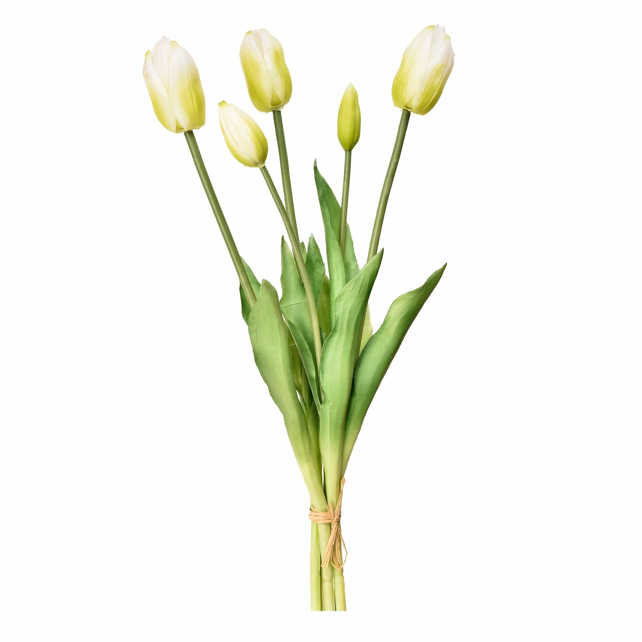 Tulip