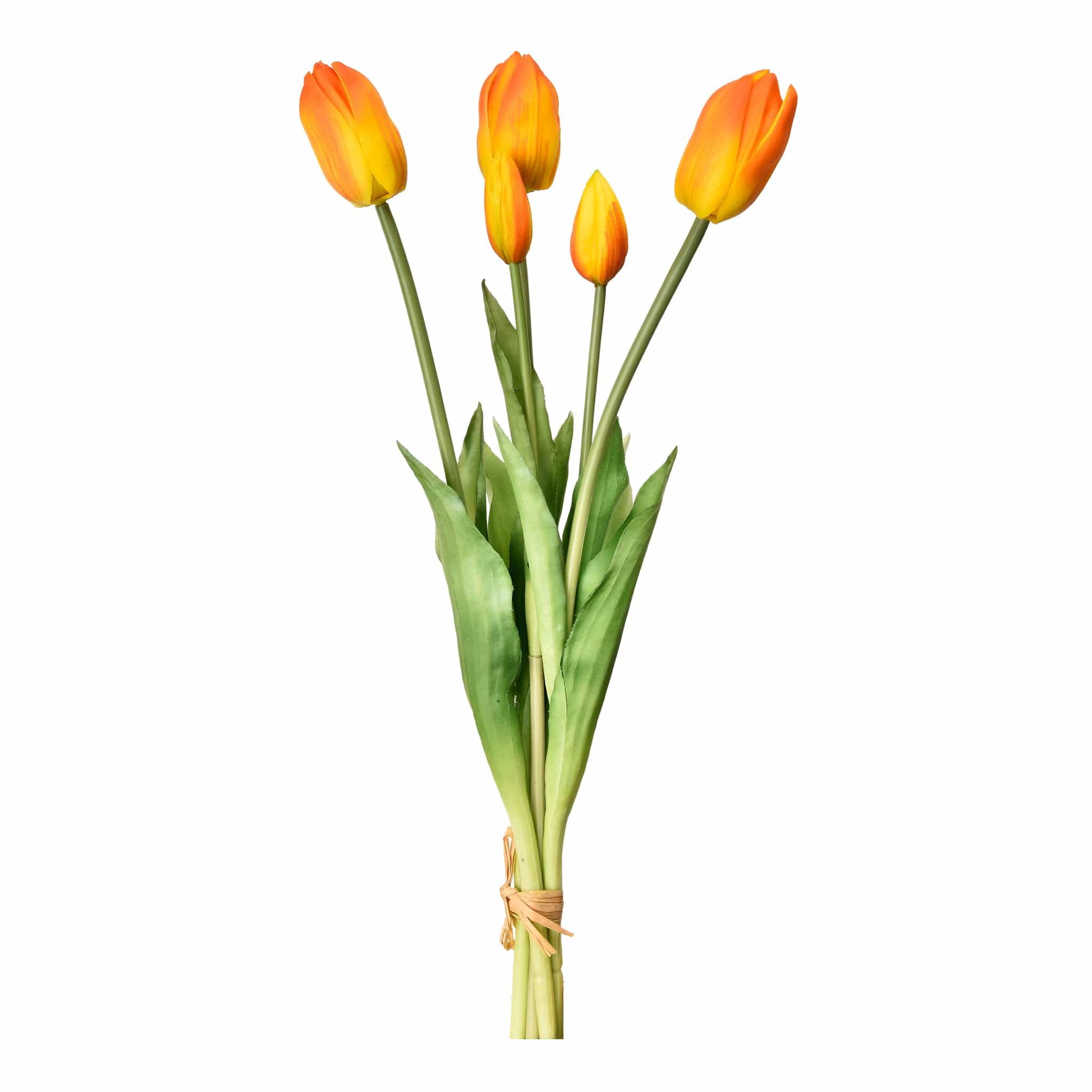 Tulip - Image 3