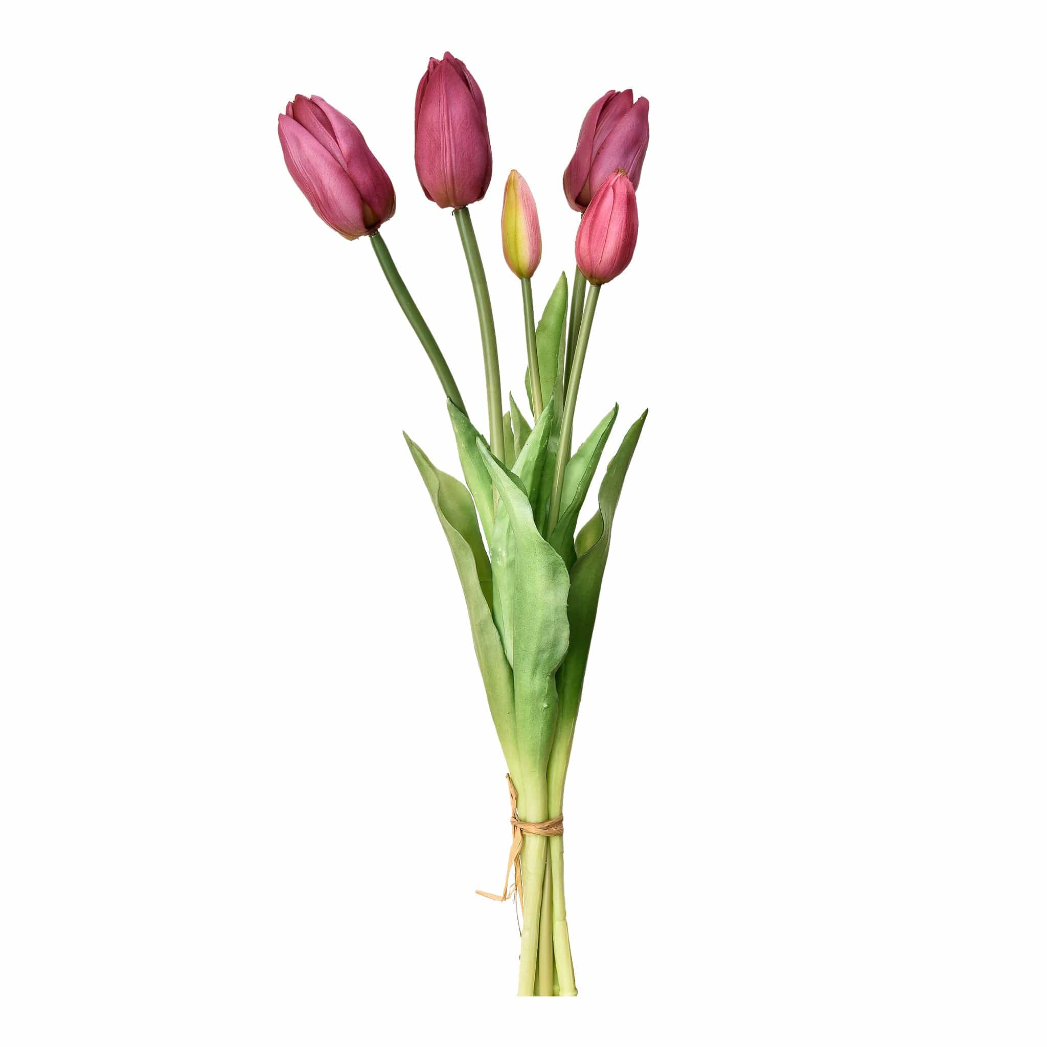 Tulip - Image 4