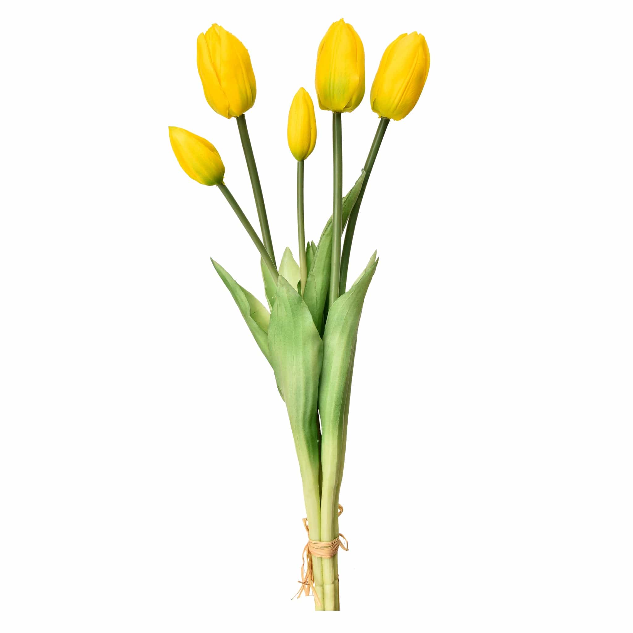 Tulip - Image 5