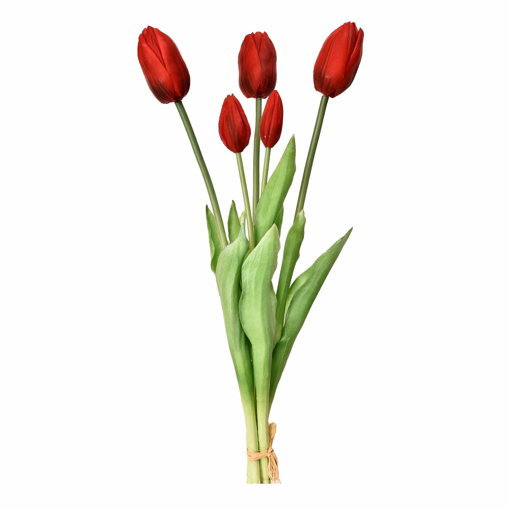 Tulip - Image 6