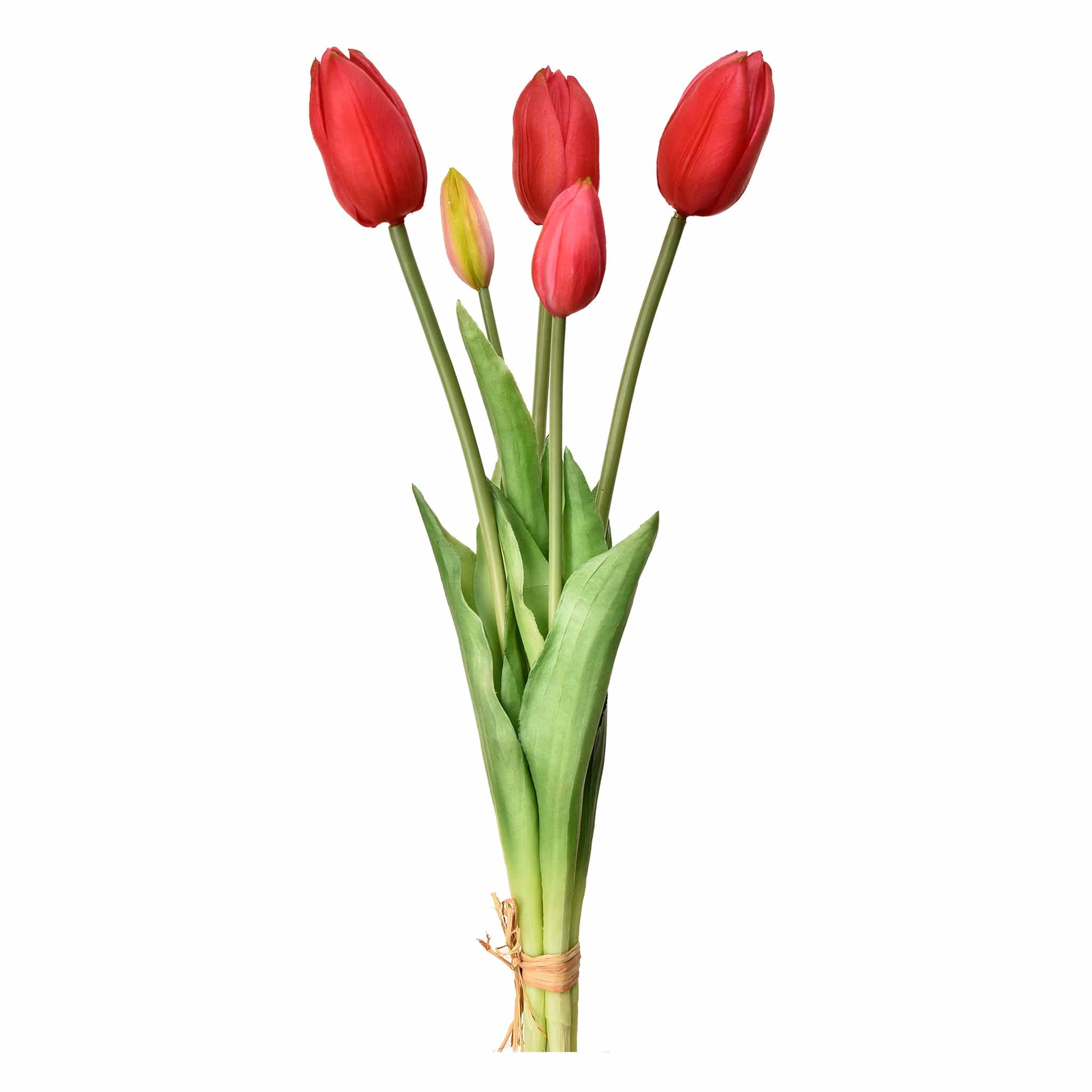 Tulip - Image 7