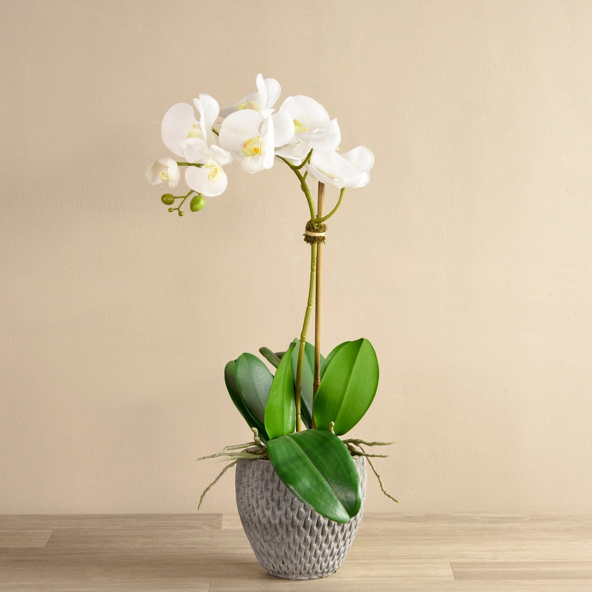 Urban Orchid & Succulent Arrangement - Image 2