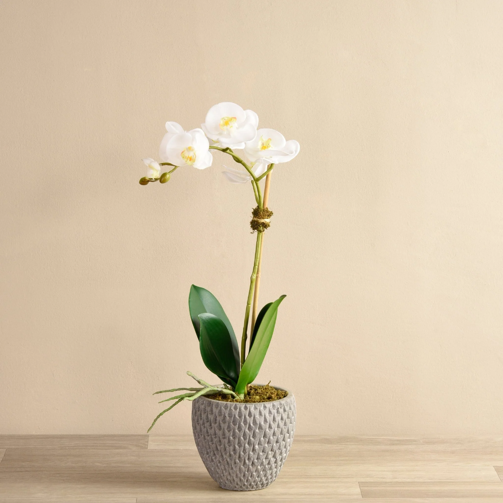 Urban Orchid & Succulent Arrangement - Image 3