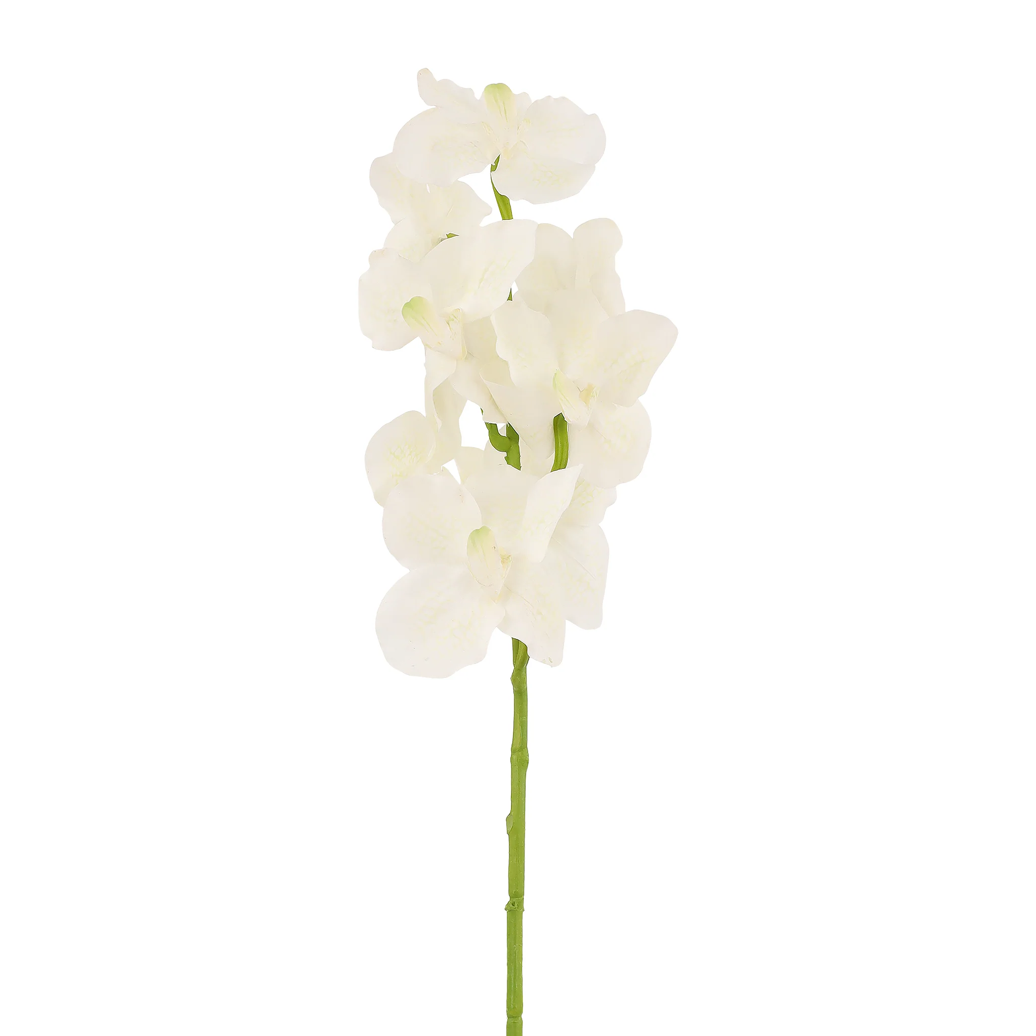 Vanda Stem