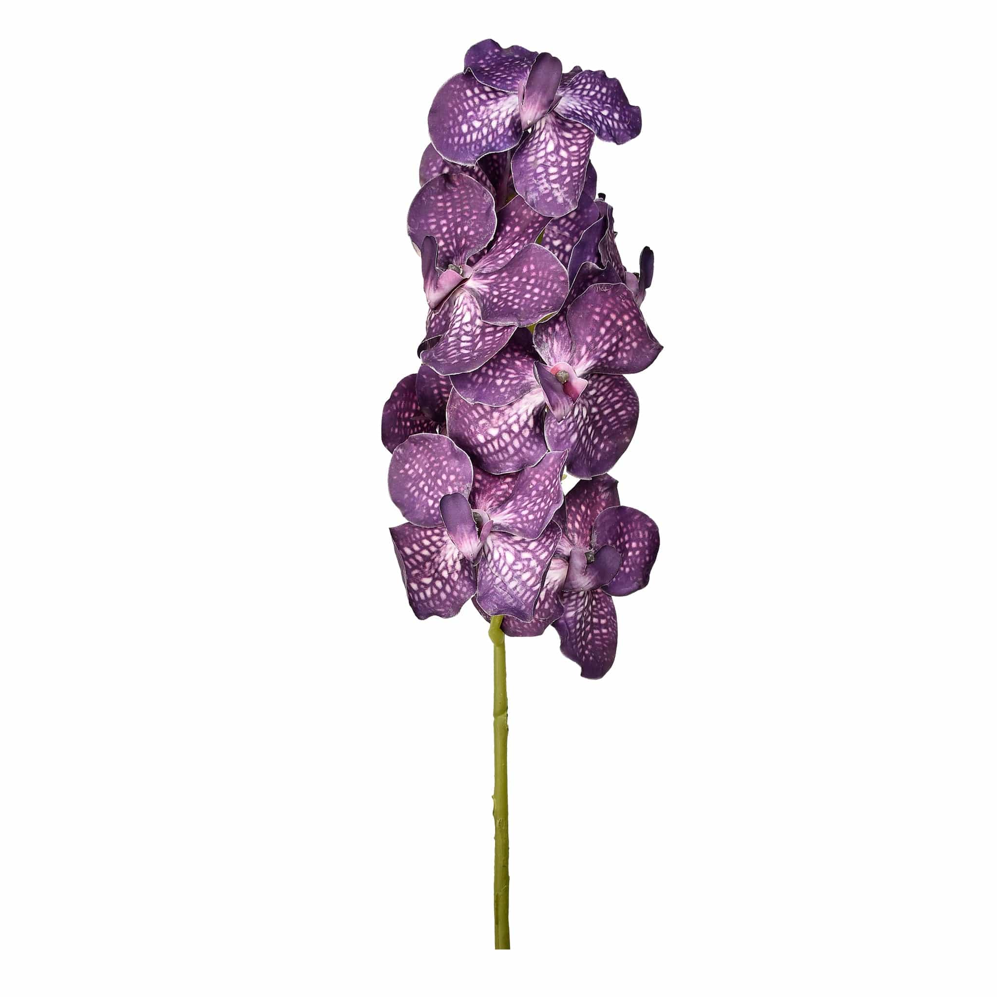 Vanda Stem - Image 2