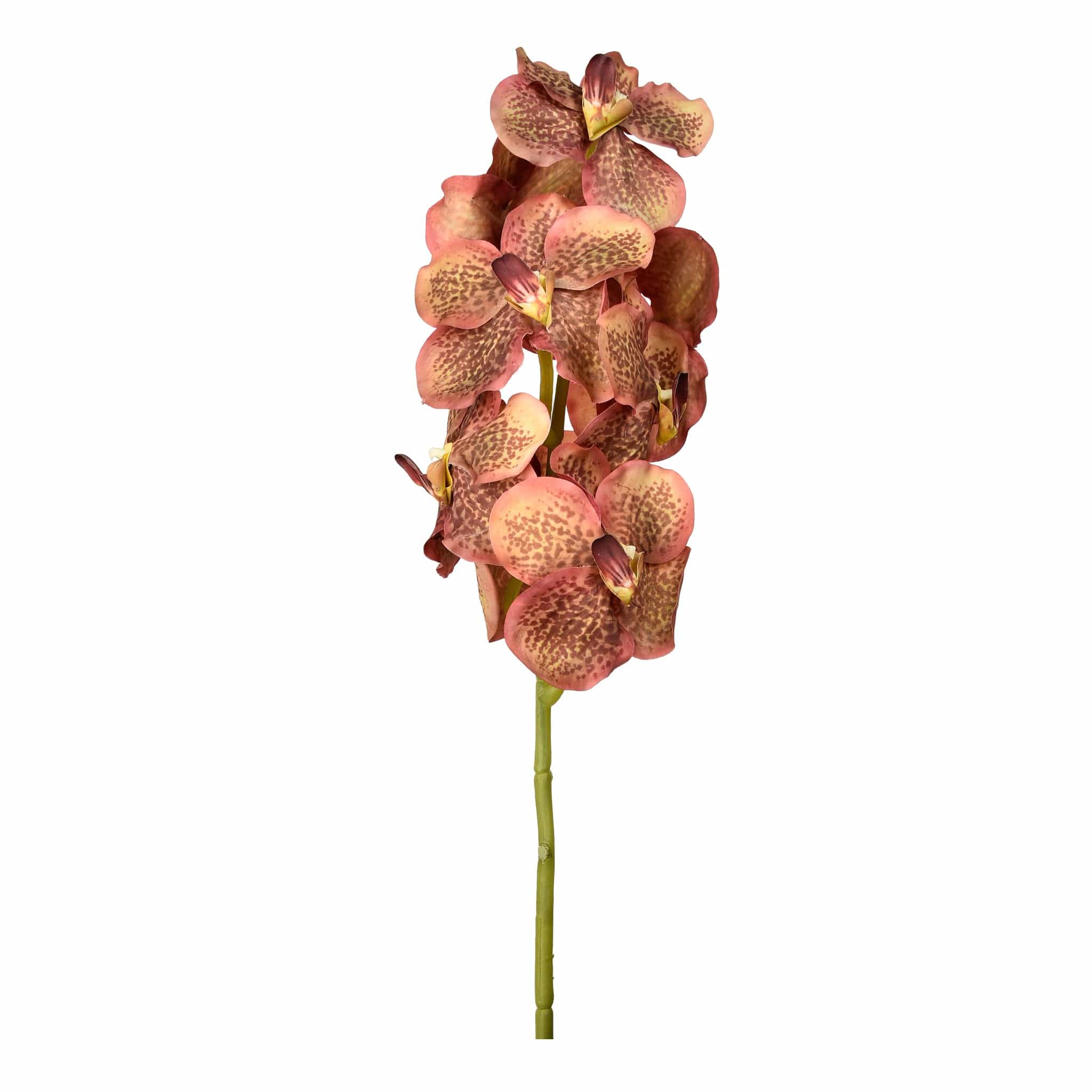 Vanda Stem - Image 3
