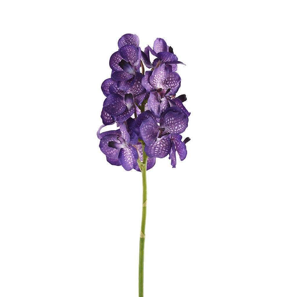 Vanda Stem - Image 2
