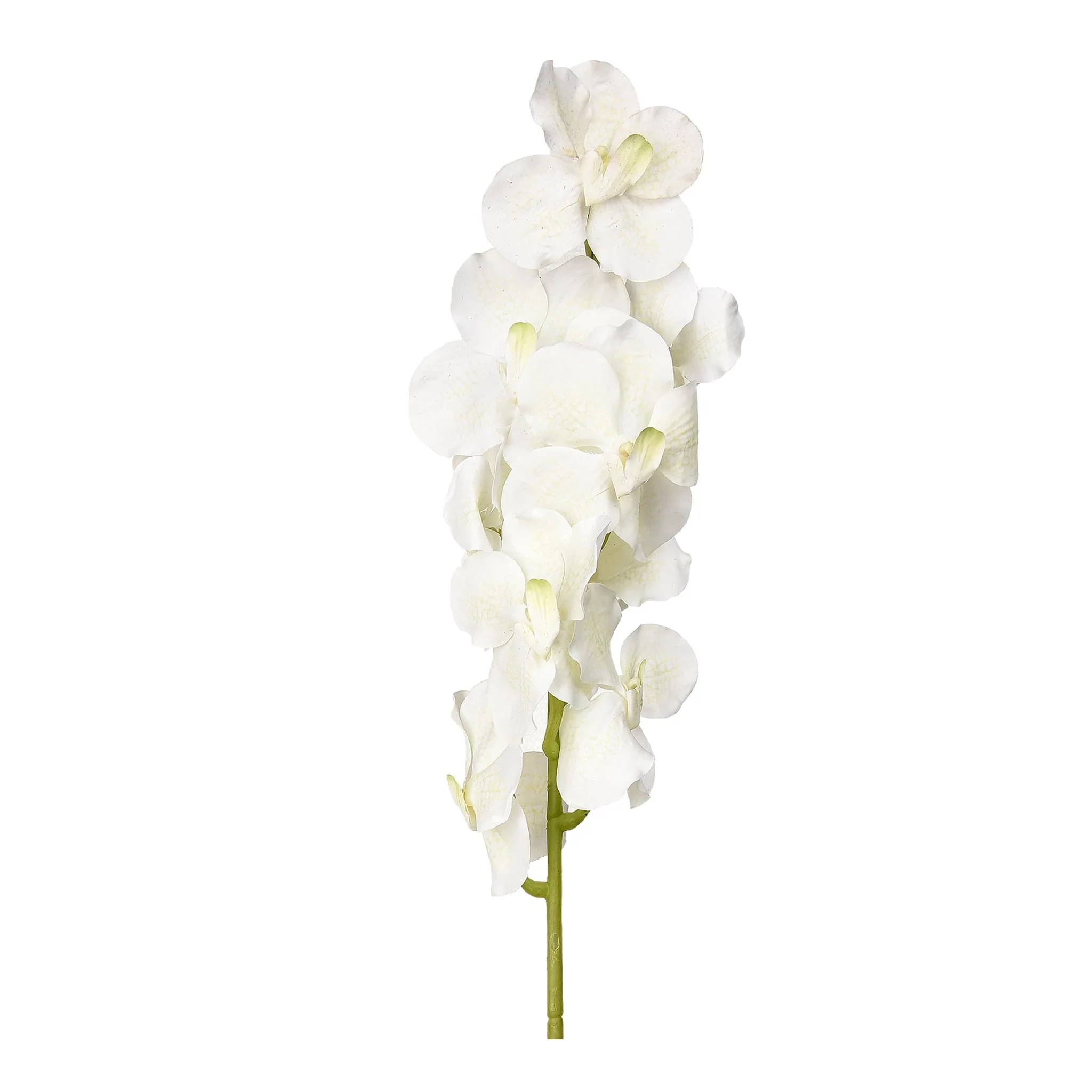 Vanda Stem