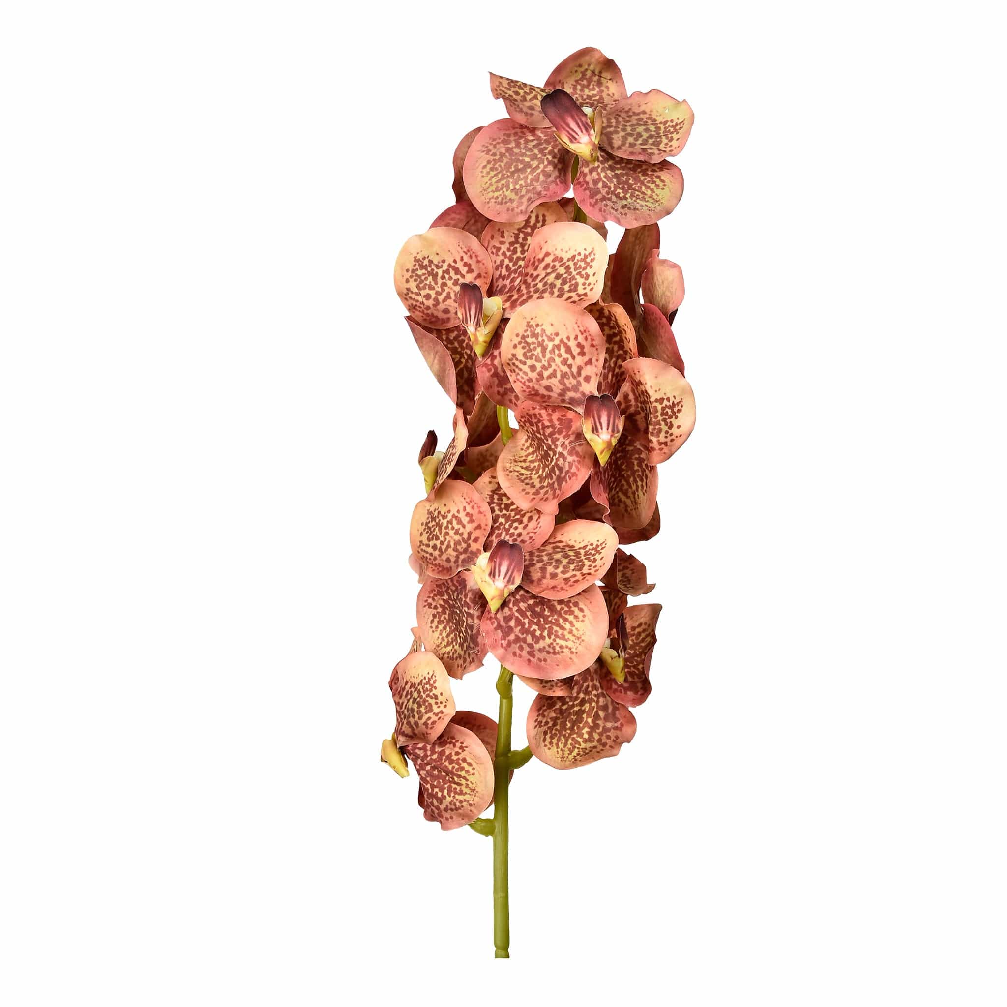 Vanda Stem - Image 3