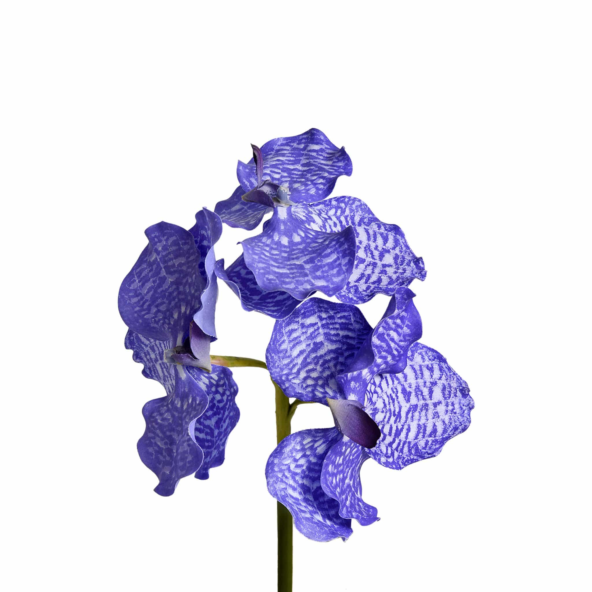 Vanda Stem - Image 2