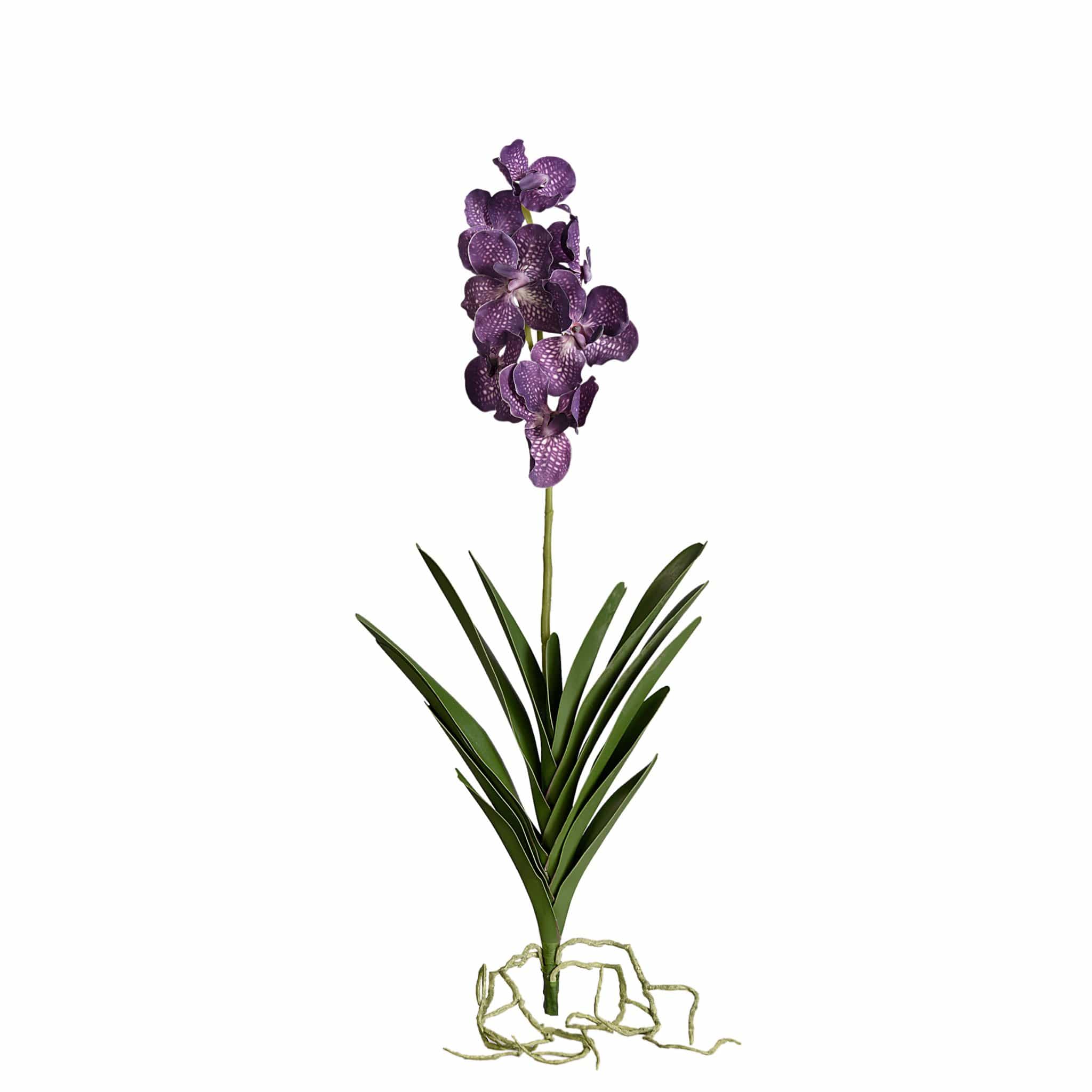 Vanda with Leaves