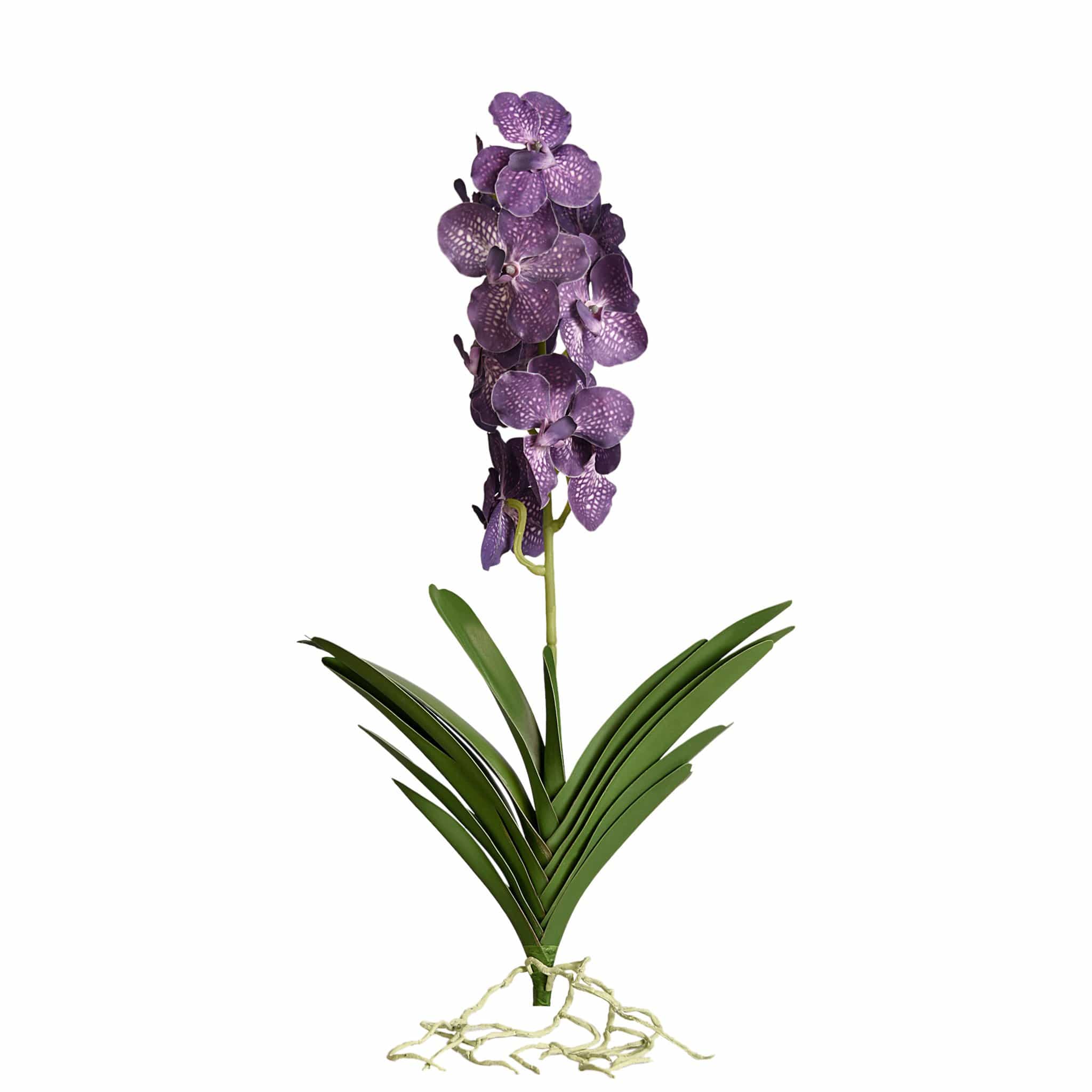 Vanda with Leaves